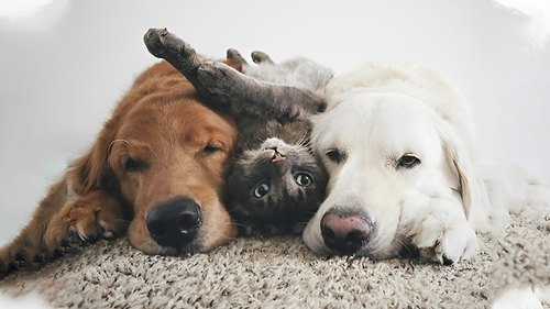 If your name were symbolized by an animal, what kind of energy would it convey?