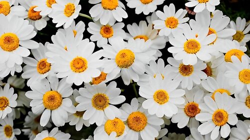 Which flower best reflects the personality associated with your name?
