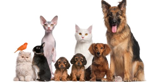 Which animal embodies the essence of your name?